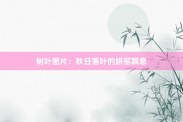树叶图片：秋日落叶的妍丽瞬息